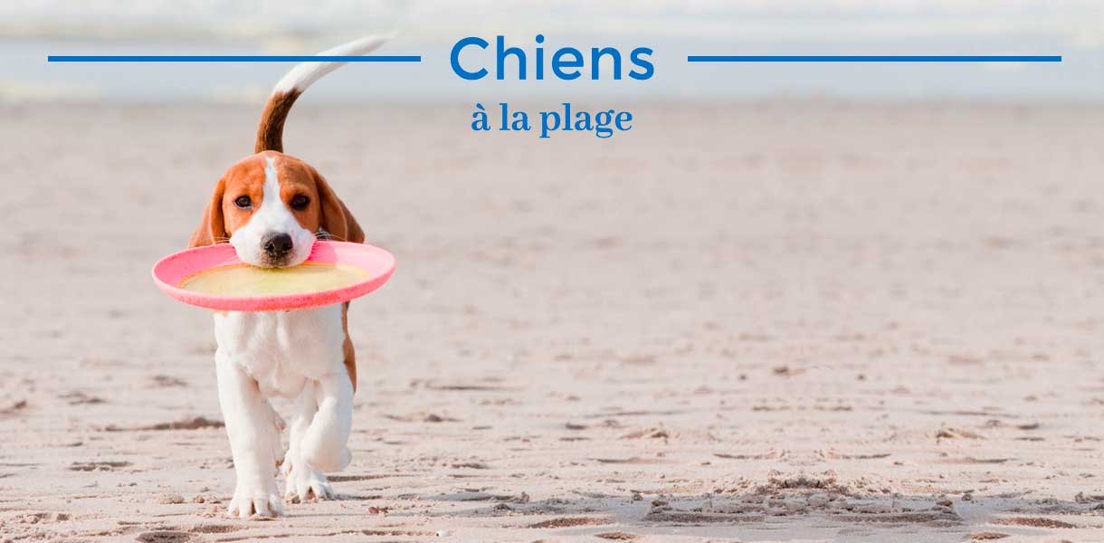 banner-chiens-fr